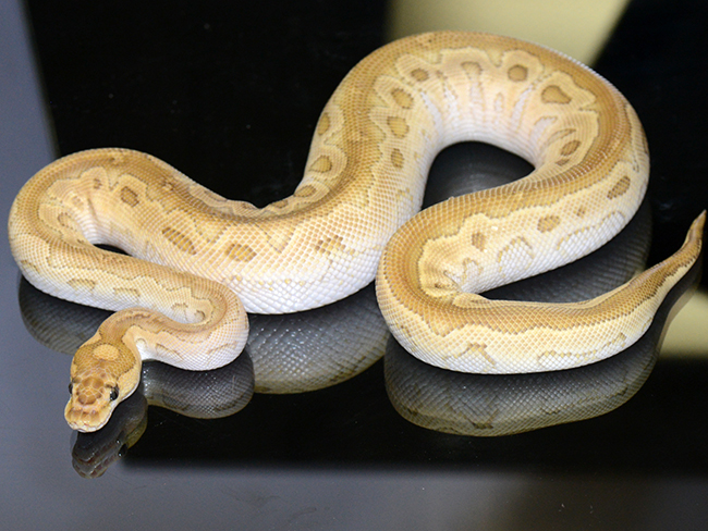 captive bred ball pythons rare color and pattern morphs