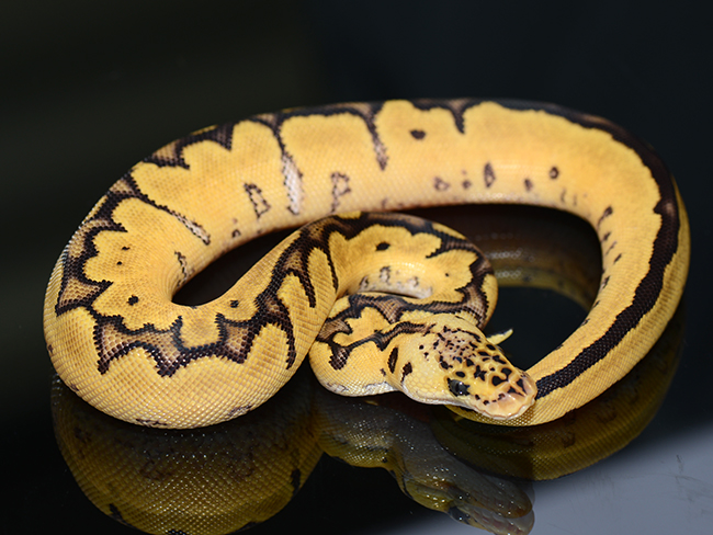 captive bred ball pythons rare color and pattern morphs