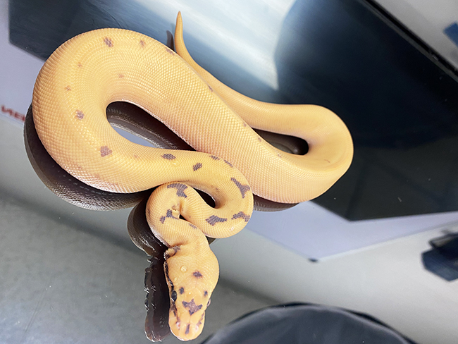 MIRA Ball Pythons - ♂️ 1.0 Banana Mojave Pastel Phantom Spider
