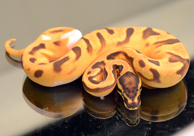 captive bred ball pythons rare color and pattern morphs