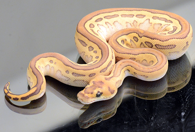 captive bred ball pythons rare color and pattern morphs